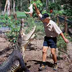 Crocodile Feeding