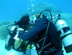 Under Water Wedding
