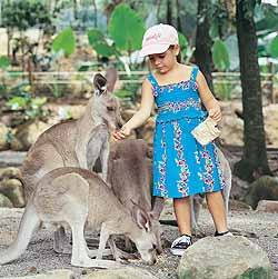 Kangaroo Feeding