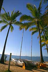 Palm Tree on Palm Cove Beach
