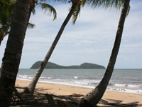 Beach Palms