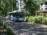 Palm Cove Bus Service