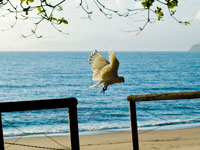 Palm Cove Cockatoos