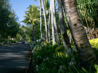 Palm Cove Esplanade