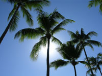 Palm Cove Palms