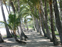 Shady Palms